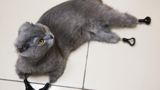 Erfrierungen: Katze Dymka dank Prothesen aus dem 3D-Drucker gerettet