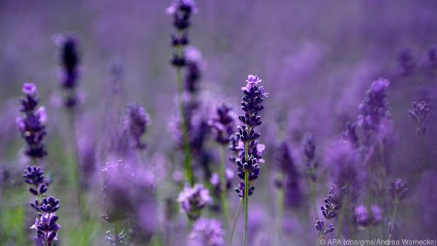 Lavendel war bereits in der Antike gegen Melancholie im Einsatz