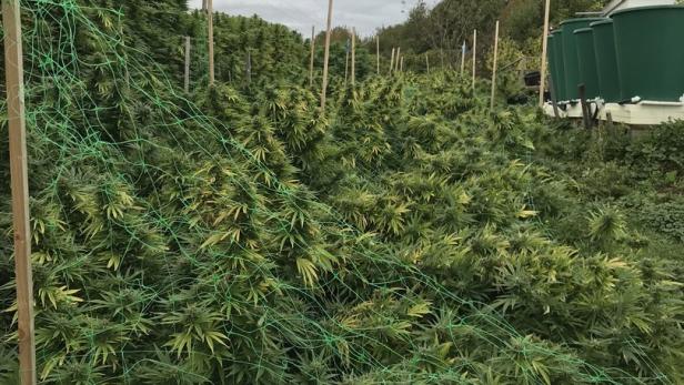 143 Kilogramm Marihuana in Südsteiermark sichergestellt