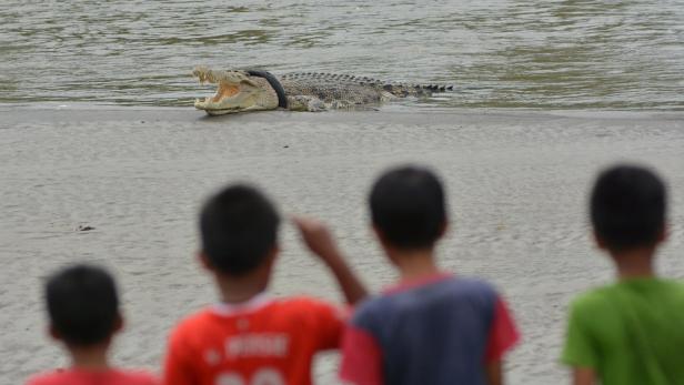 Niemand traut sich, erstickendes Krokodil zu retten