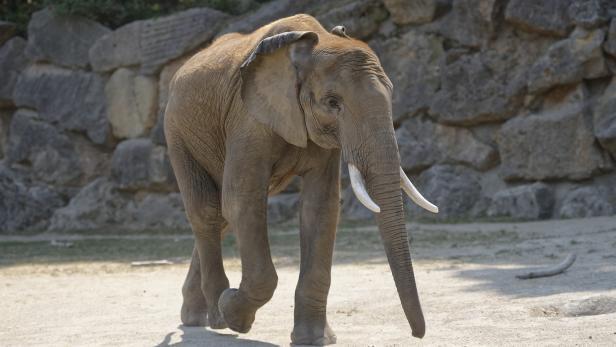 Ein Elefant geht auf einer Sandfläche vor einer Steinmauer entlang.