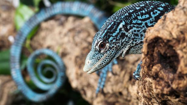 Im Tiergarten Schönbrunn gibt es eine neue Reptilienart