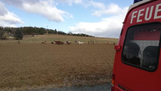 Sturm-Nachwehen im Burgenland: Feuerwehr musste Pferde einfangen