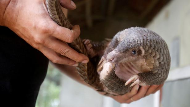 FILE PHOTO: A man holds a pangolin at a wild animal rescue center in Cuc Phuong, outside Hanoi, Vietnam