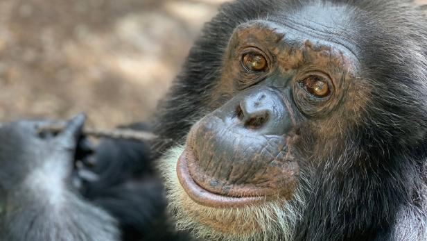Schimpansen sind beliebte Versuchskaninchen.
