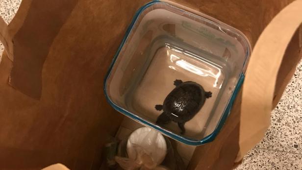 NÖ: Vermutlich blinde Schildkröte in Kaffeehaus zurückgelassen