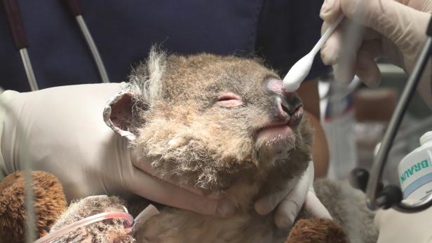 Koalas und 112 weitere Tierarten brauchen "dringend Hilfe"