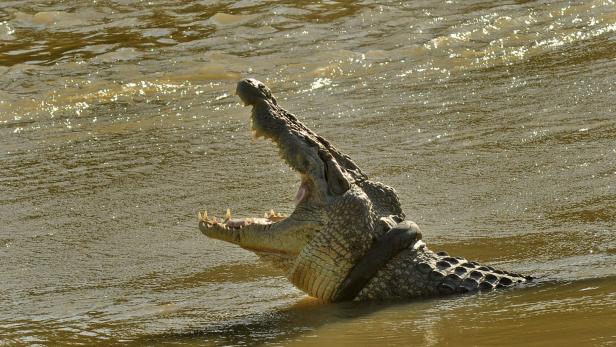 Dieser "Monster-Flüsterer" will das Krokodil vom Reifen befreien