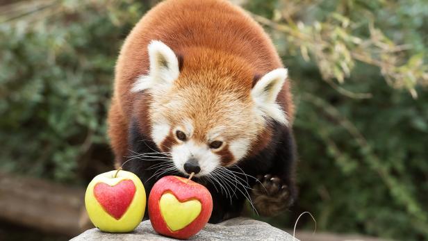 Wie lieben rote Pandas? Das verrät der Tiergarten Schönnbrunn am Valentinstag.
