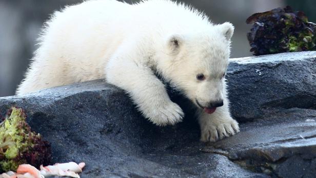 Tiergarten Schönbrunn: Das Eisbären-Baby ist zum ersten Mal im Freien