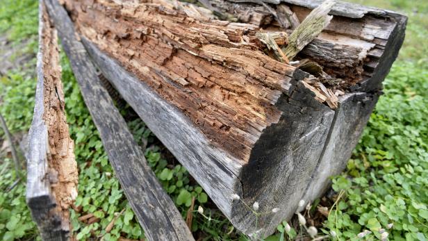Der Pilz „Falsches weißes Stengelbecherchen“ ist höchst aggressiv und lässt den Stamm der Eschen beim Wurzelstock morsch werden, sodass vital aussehende Bäume unvermittelt umstürzen können
