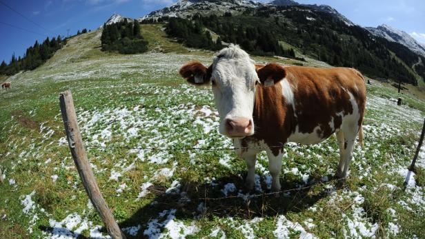 1,88 Mio. Rinder wurden laut Statistik Austria zum Stichtag 1. Dezember 2019 gehalten