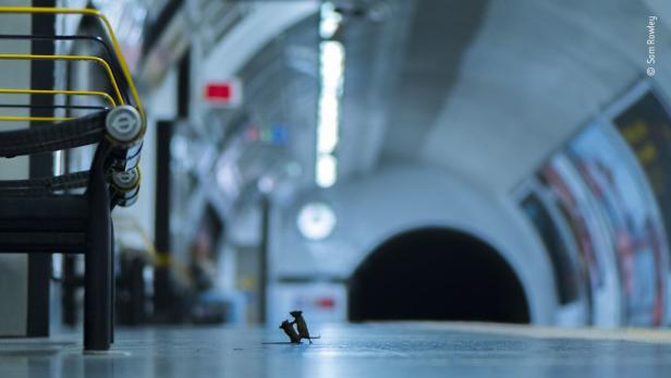 Bestes Tierfoto des Jahres: Kämpfende Mäuse in der U-Bahn