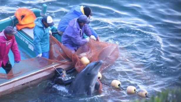 In der japanischen Stadt Taiji wurden am Dienstag 250 Delfine in eine Bucht getrieben. Die schönsten Tiere werden verkauft, der Rest getötet.