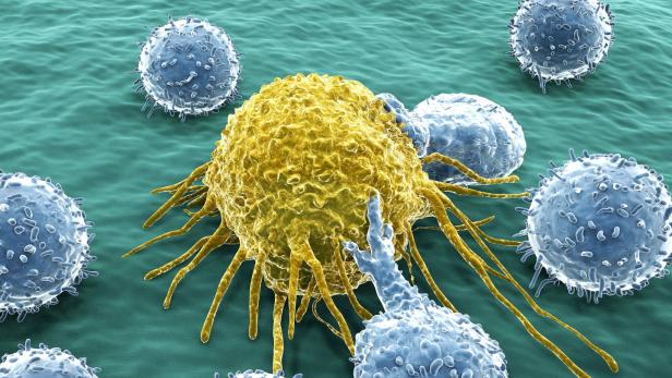 Zellen der Immunabwehr attackieren eine Krebszelle.