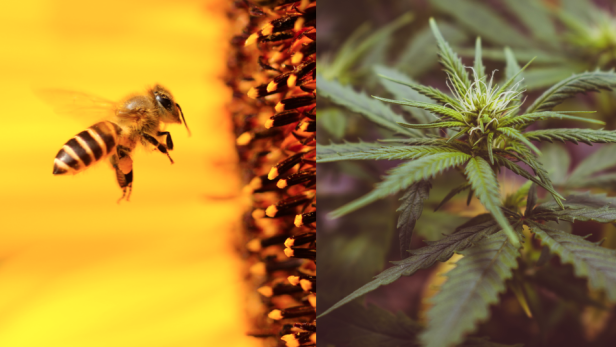 Eine neue Studie belegt, dass Bienen Cannabis lieben