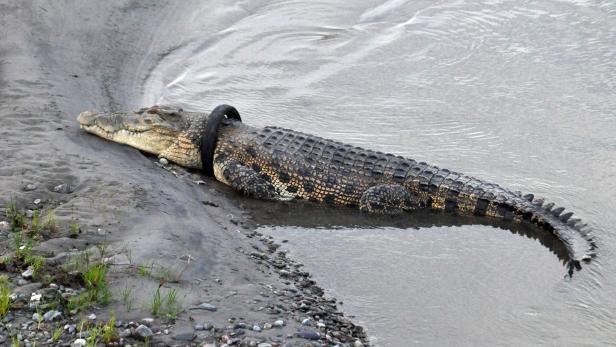 Krokodil-Rettung in Indonesien gescheitert - Australier abgereist