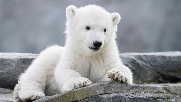 Tiergarten Schönbrunn: Das Eisbärenbaby ist ein Weibchen