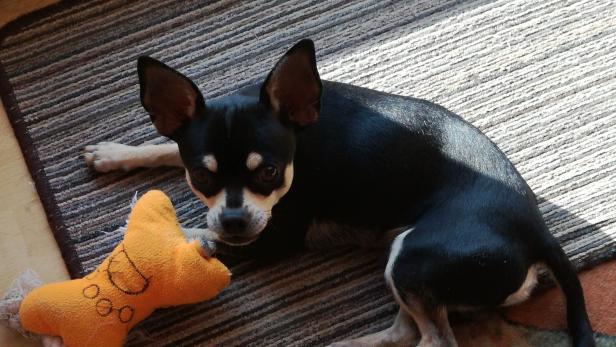 Freilaufender Pitbull verletzt Chihuahua schwer