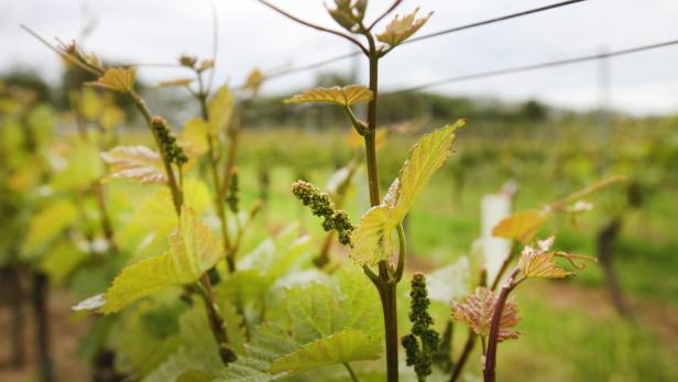 Junge Weinreben mit grünen Blättern und kleinen Trauben in einem Weinberg.