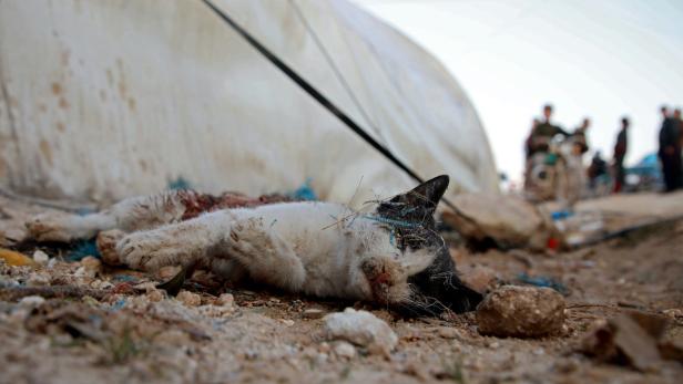 Tierquäler tötete zahlreiche Katzen: 5.000 Euro Kopfgeld