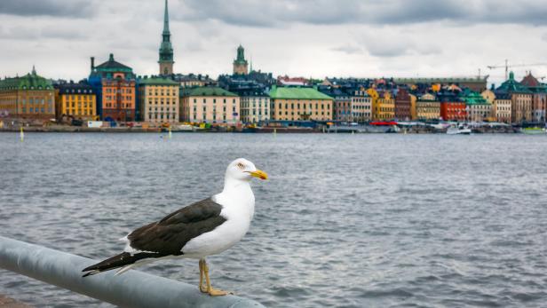 Eine Seemöwe vor Stockholm