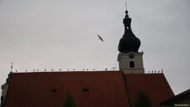 Störche sitzen auf dem Dach einer Kirche, während ein Vogel vorbeifliegt.