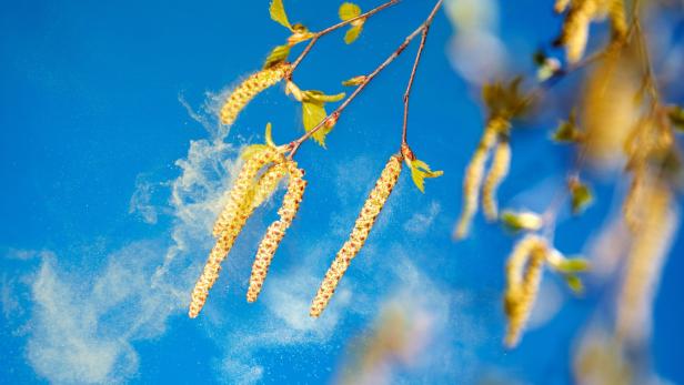 Birkenblüte: Warum Allergiker heuer besonders stark leiden könnten
