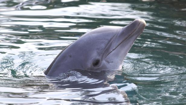 Ein Delfin schwimmt im Wasser.