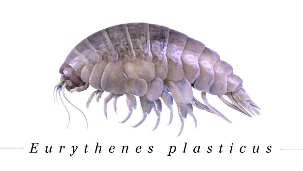 Eurythenes plasticus: Mikroplastik in Tiefsee-Krebs entdeckt