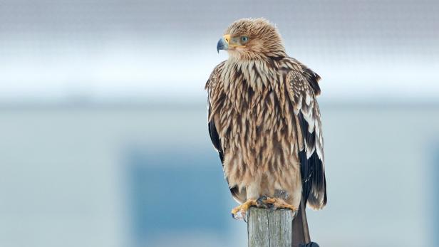 Adler im Anflug: „Beflügelte Bestandszahlen“