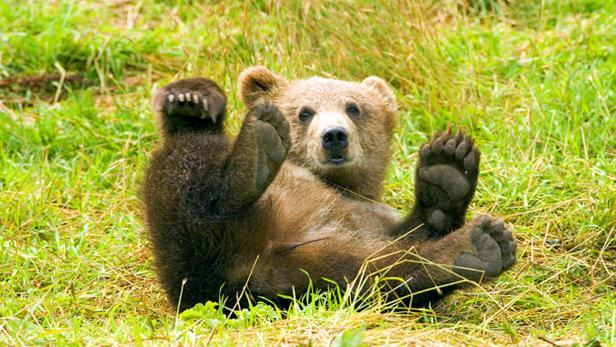 Grizzlys in Kanada Im größten gemäßigten Regenwald der Welt, entlang der Westküste des Bundesstaates British Columbia, befindet sich der &quot;Great Bear Rainforest&quot;. Dort teilen sich Schwarzbären und Grizzlys das 70.000 Quadratkilometer große Revier mit Wölfen, Ottern, Vielfraßen und Weißkopfseeadlern.