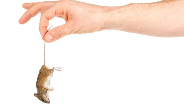 Politiker im Visier: Tote Mäuse und giftige Pralinen