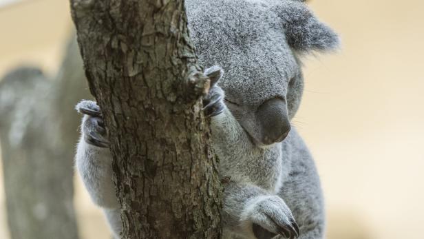 Schönbrunn: Mitarbeiter und Zoo spenden für australische Wildtiere