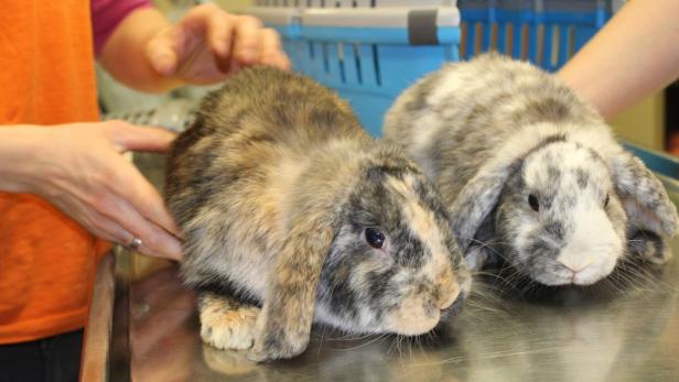 Neben Müll ausgesetzt: Kaninchen in Wien gerettet