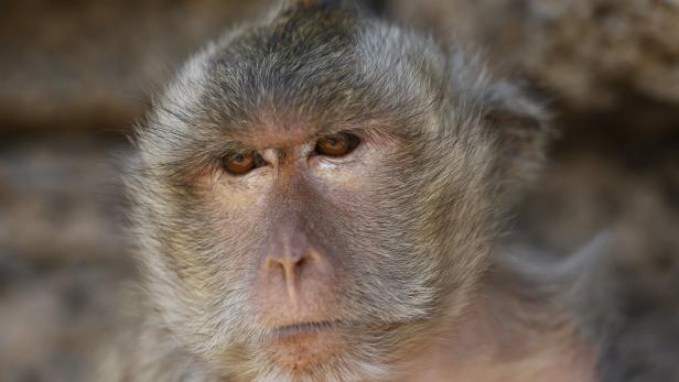 Wegen Coronavirus: Affen graben das Kriegsbeil aus