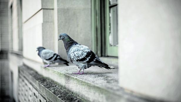 Two Pigeons on a Window in Washington DC