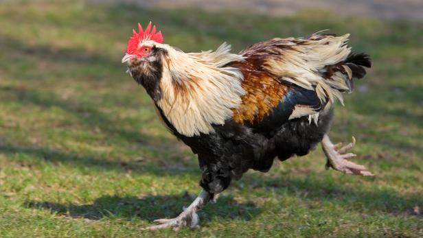 High Speed Rooster