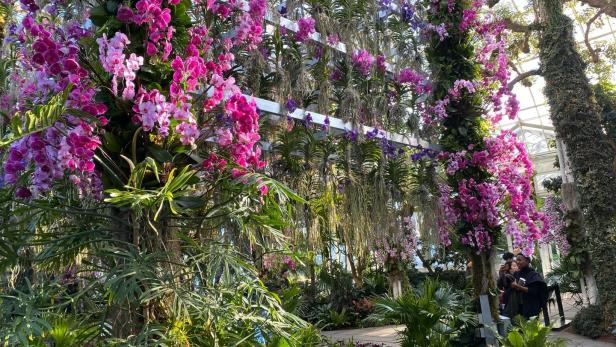 Rund 7.000 Orchideen aller Art, Farben, Formen und Größen blühen derzeit im Botanischen Garten in New York. Mittlerweile unter Ausschluss der Öffentlichkeit.