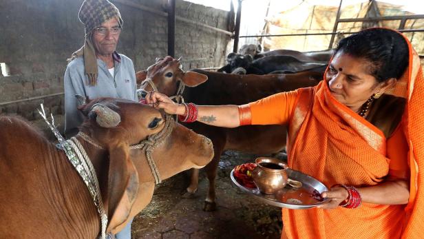 Indien: Hindu-Politiker empfehlen Kuhdung gegen Coronavirus