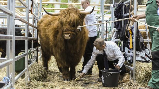 Gestriegelt und umsorgt: So werden die Tiere bei der Grünen Woche in Berlin präsentiert. Der Alltag in Industrieställen sieht anders aus.