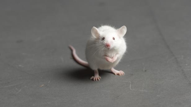 Gentherapie: Gelähmte Mäuse können wieder gehen
