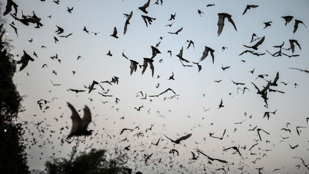 Fledermäuse in Österreich: Harmloser als ihr Ruf