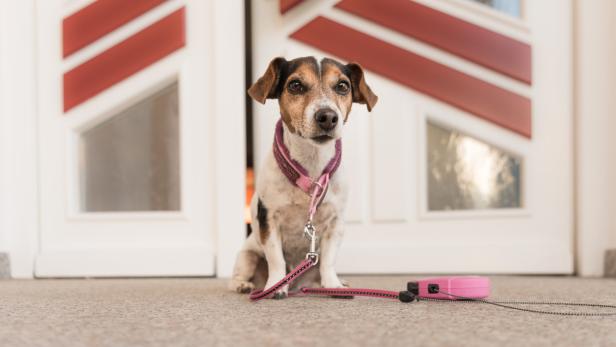 Gassigehen in Corona-Zeiten: Besitzerin seilt Hund von Balkon ab
