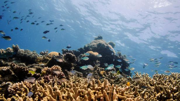 Das Great Barrier Reef kämpft ums Überleben
