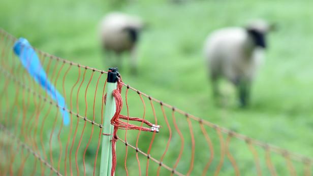 Bauer überfordert: 23 tote Schafe auf Bauernhof gefunden