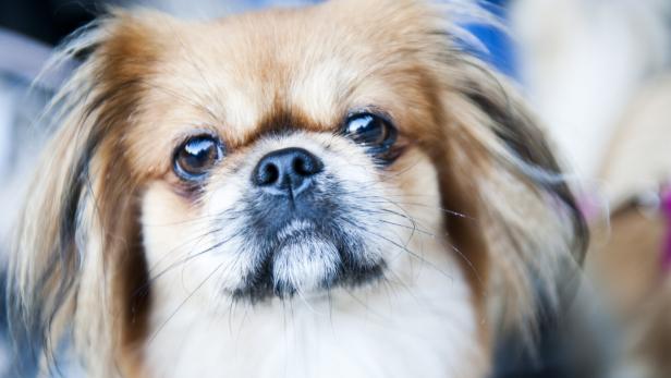 Ein Pekinese schaut in die Kamera.