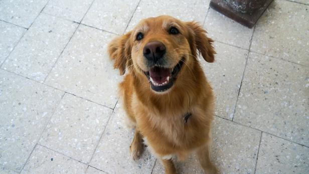 Corona-Quarantäne: Hund bringt Nachbarin die Einkäufe
