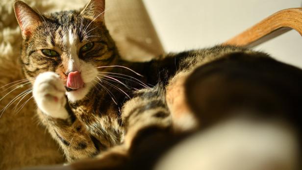 Katze mit Coronavirus: „Das sind absolute Einzelfälle“