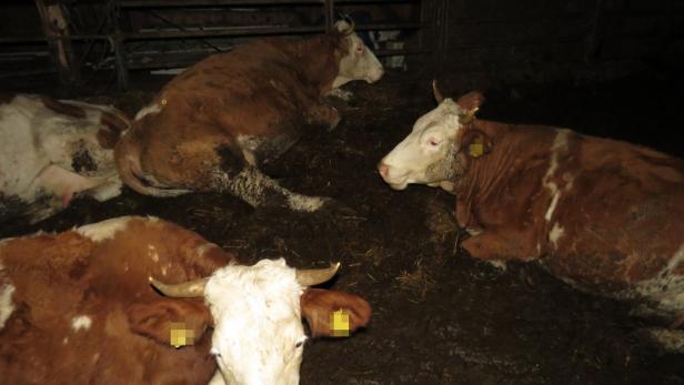 Tierquälerei: Kühe liegen in ihren Exkrementen